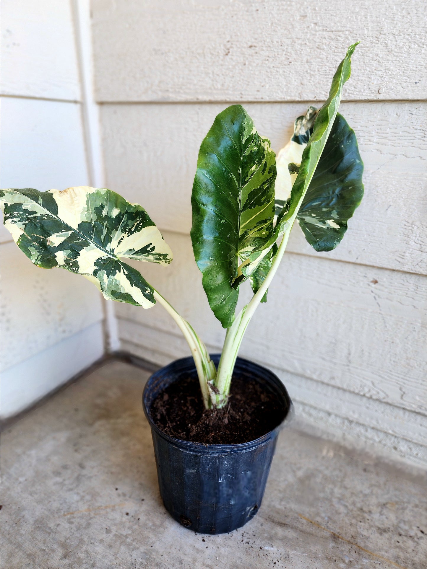 Alocasia Macrorrhiza Variegata (Variegated Elephant Ear Alocasia)