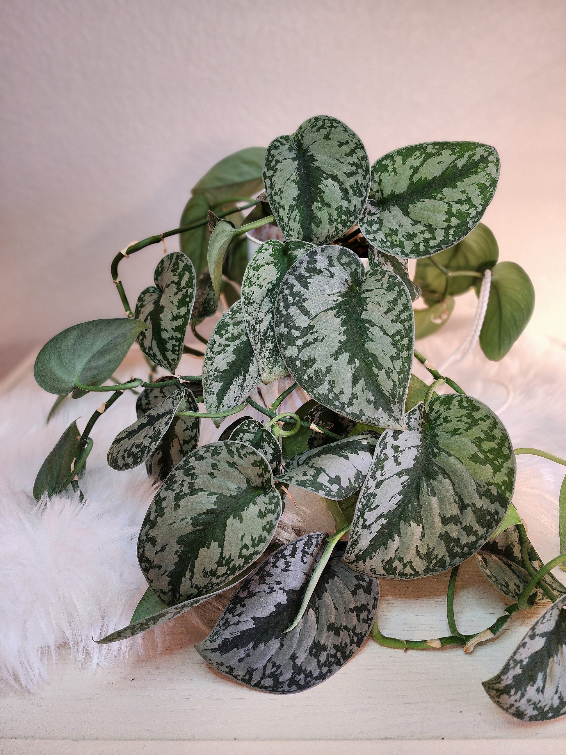 scindapsus pictus pothos Scindapsus Pictus (Satin Pothos) – Nature's Gems
