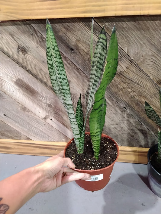 Sansevieria Trifasciata 'Futura Robusta' (Futura Robusta Snake Plant)