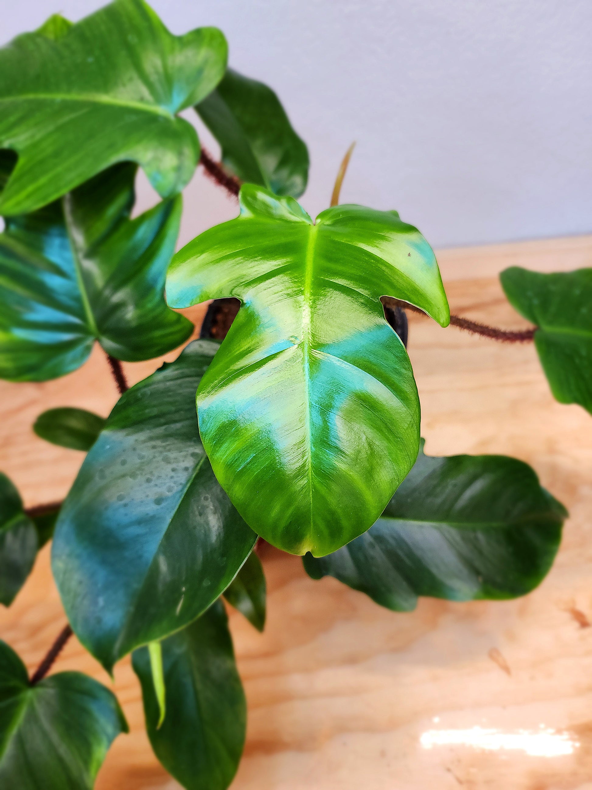 philodendron green gem Philodendron Squamiferum – Nature's Gems
