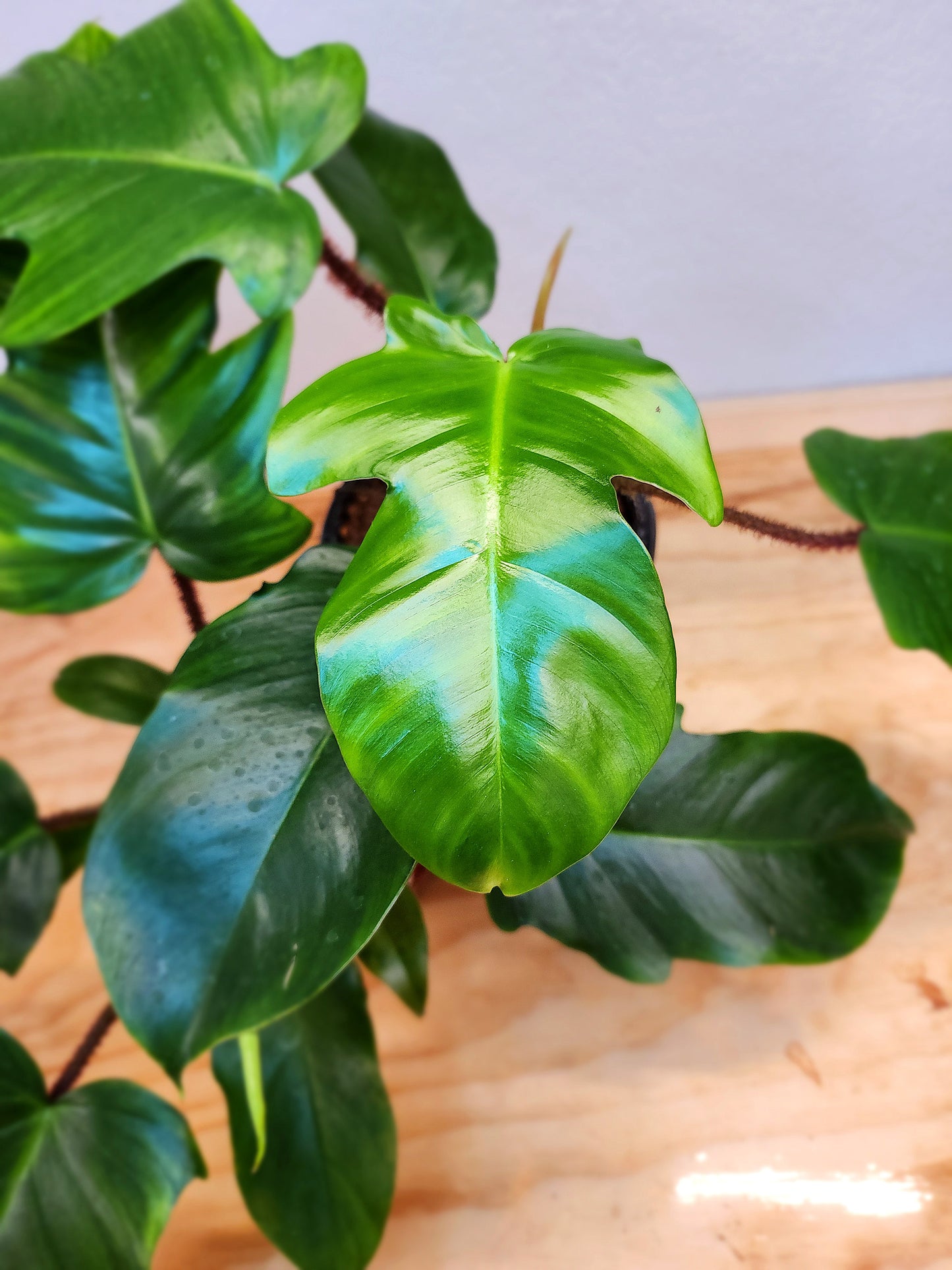 Philodendron Squamiferum