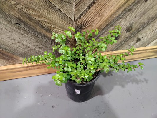 Portulacaria Afra (Elephant Bush)