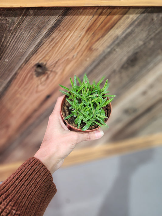 Kalanchoe Delagoensis 'Mother of a millions'