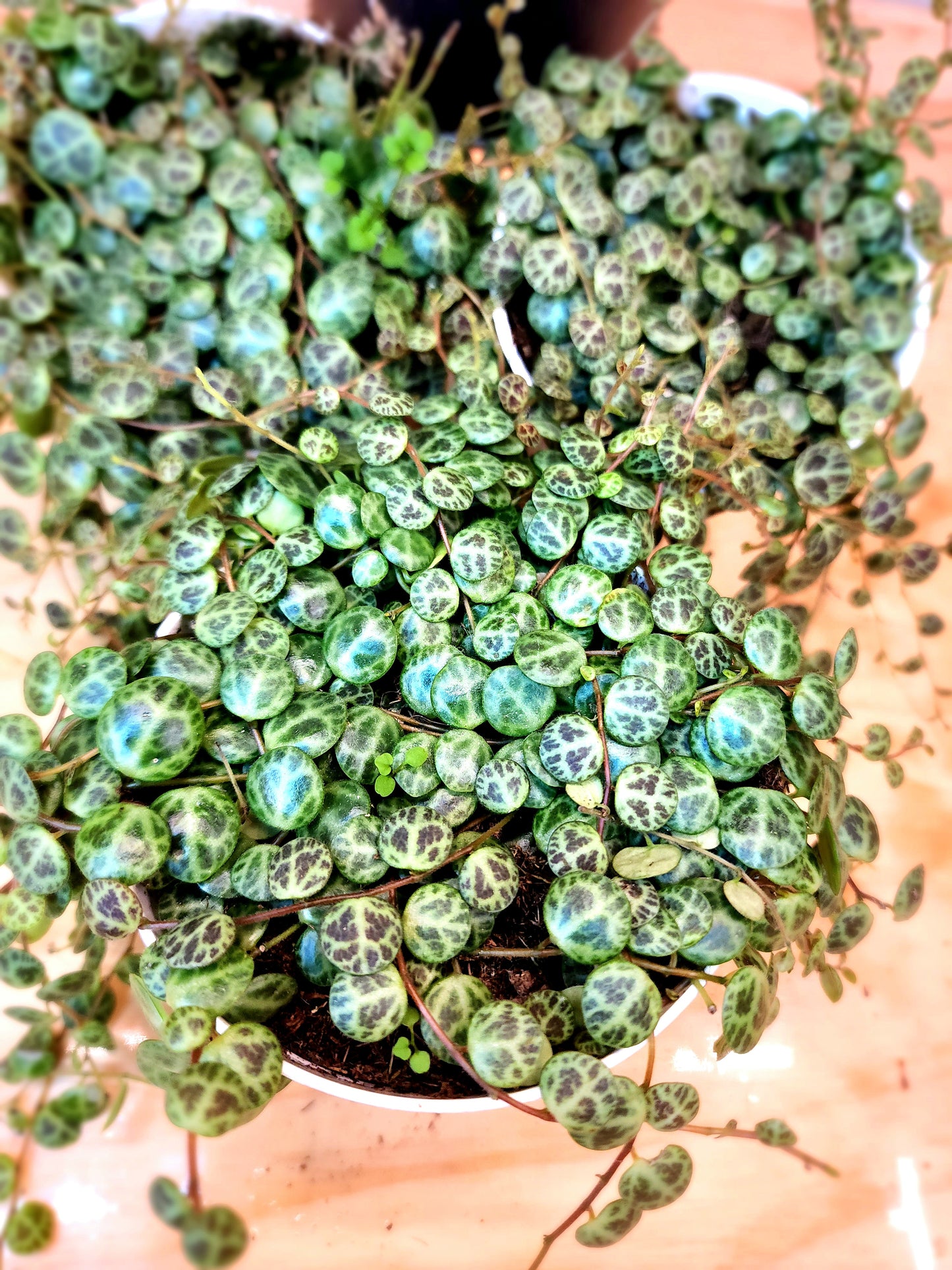 Peperomia Prostrata (String of Turtles)