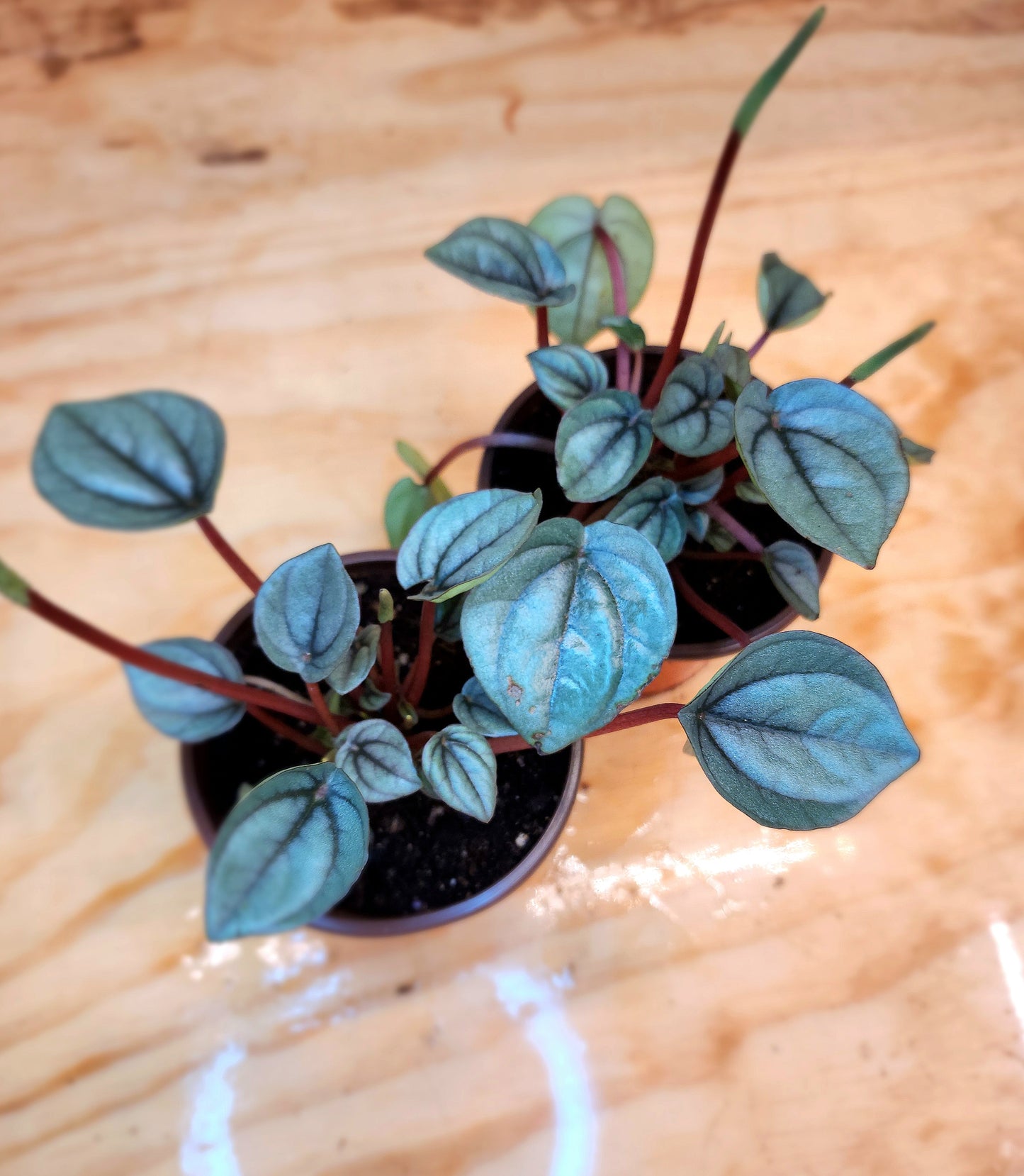 Peperomia Caperata- Napoli Nights