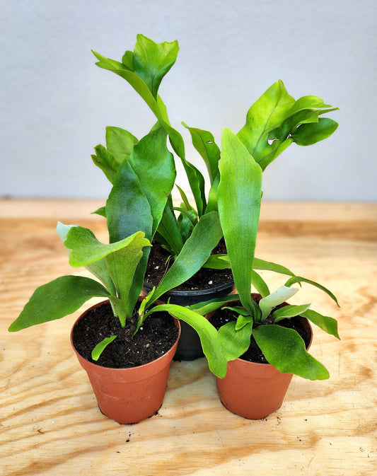 Platycerium Bifurcatum (Elkhorn Fern)
