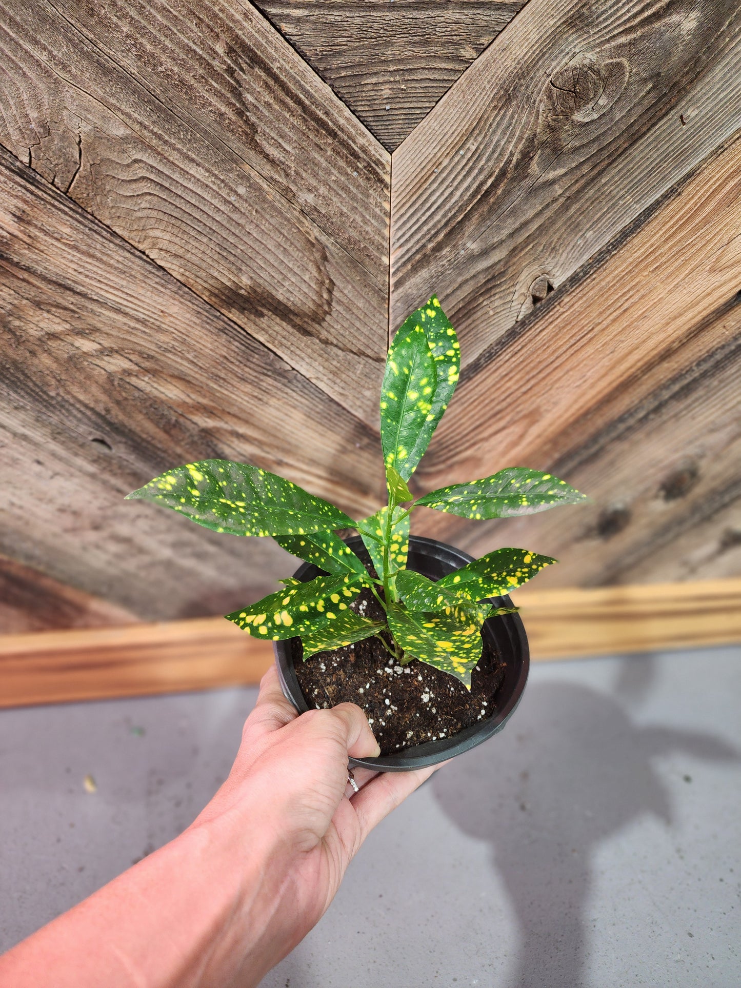Codiaeum Variegatum 'Gold Dust' (Gold Dust Croton)