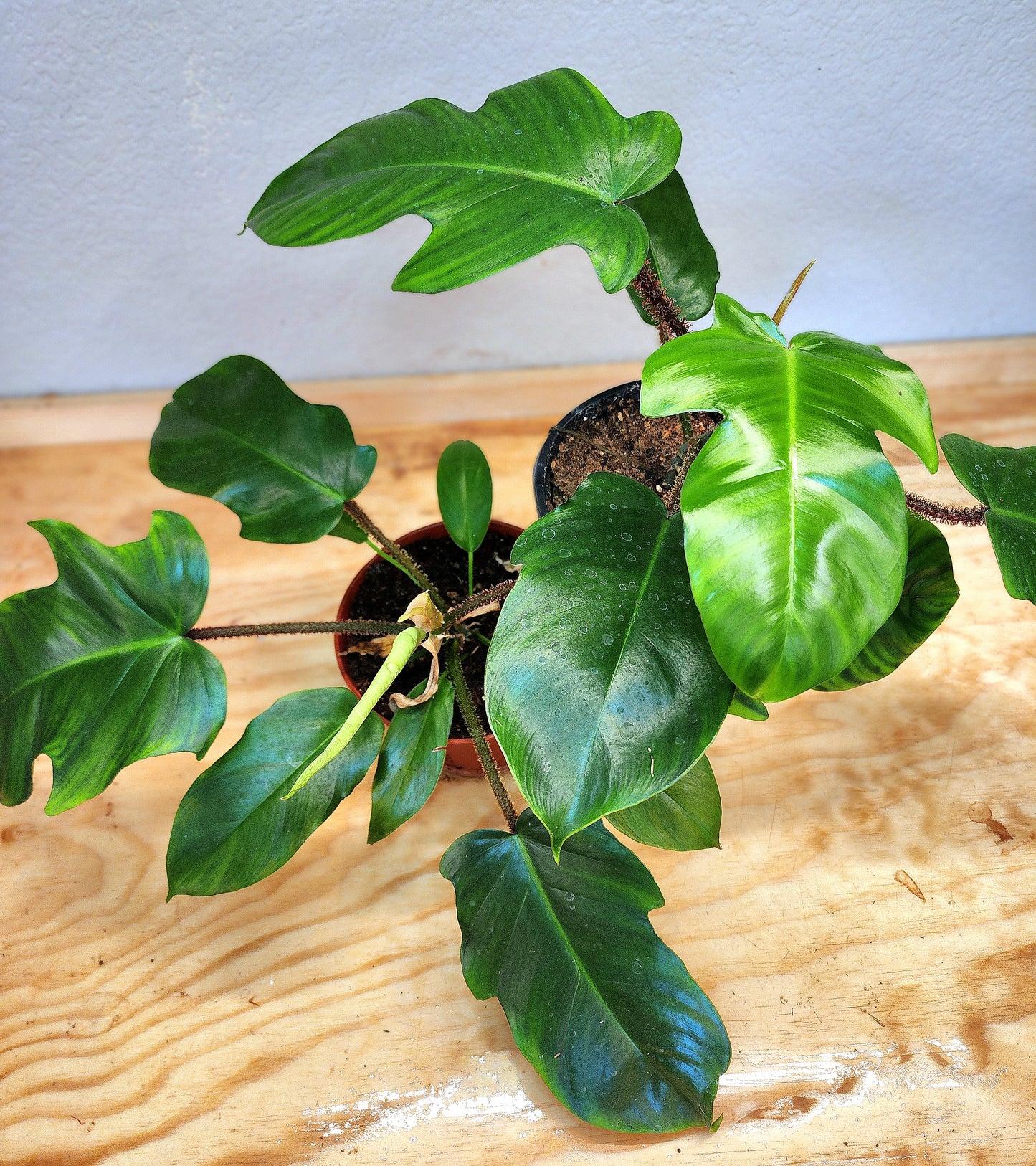 Philodendron Squamiferum