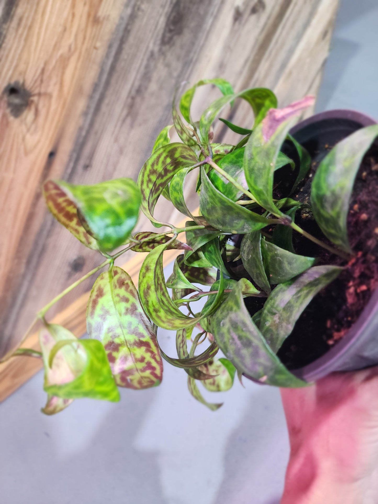 Aeschynanthus Longicaulis (Black Pagoda Lipstick Plant)
