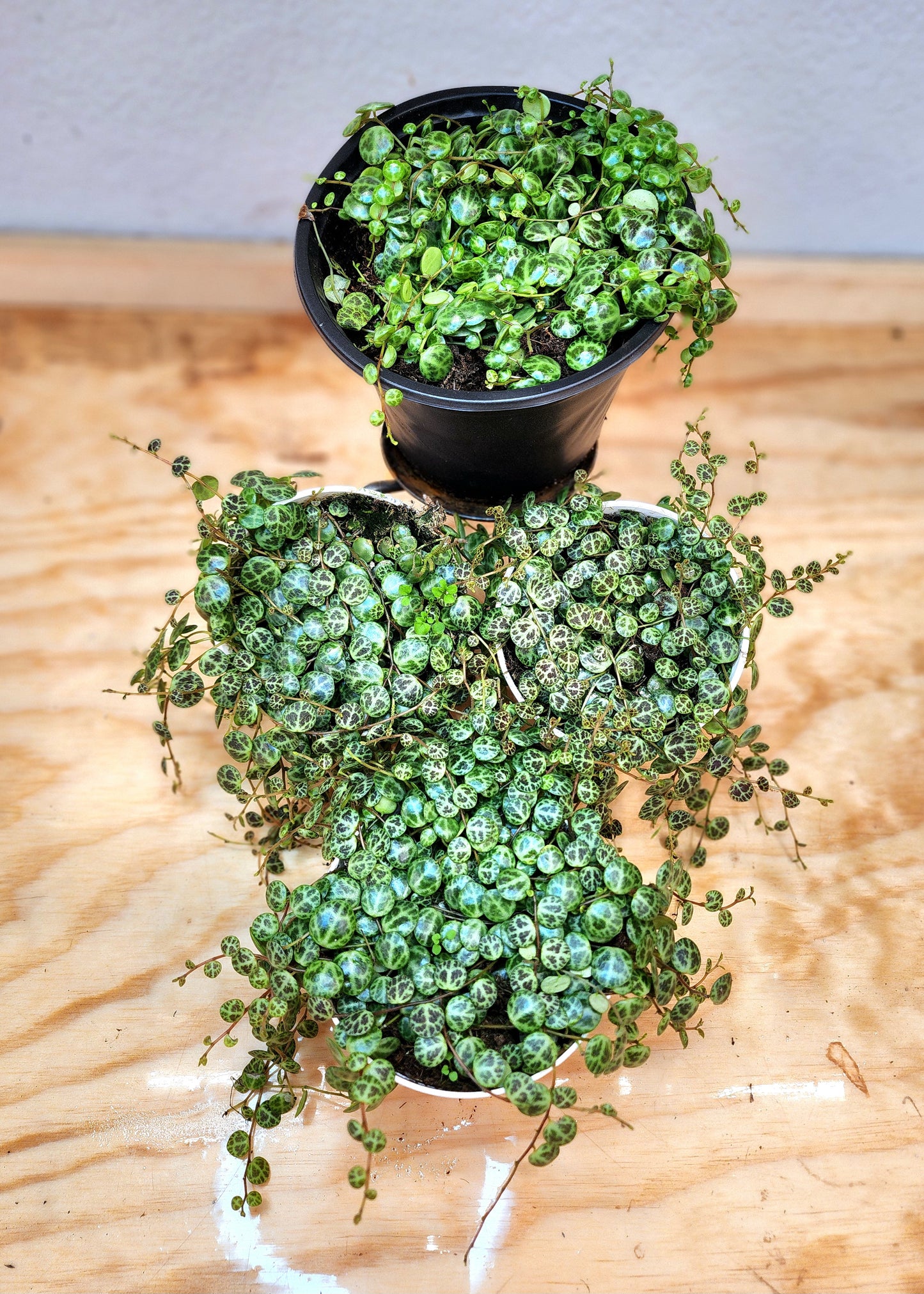 Peperomia Prostrata (String of Turtles)