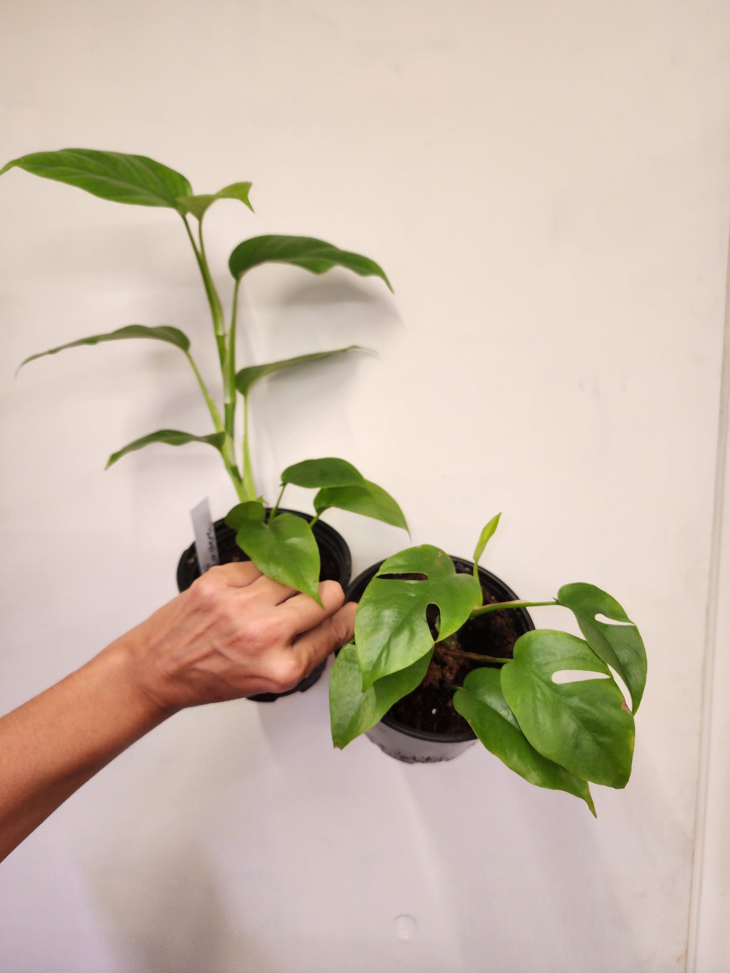 Rhaphidophora tetrasperma (Mini Monstera)