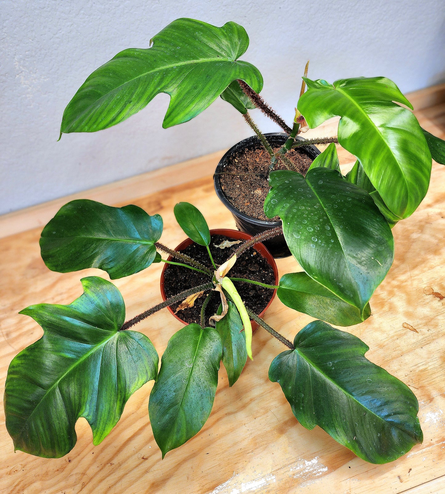 Philodendron Squamiferum