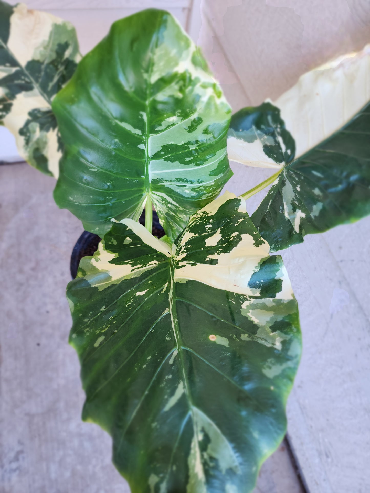 Alocasia Macrorrhiza Variegata (Variegated Elephant Ear Alocasia)
