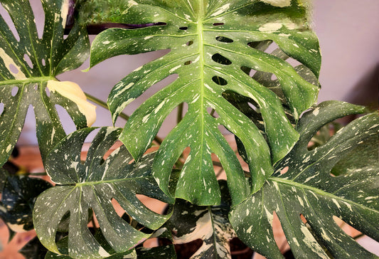 Monstera Deliciosa 'Thai Constellation' (Thai Con Monstera)