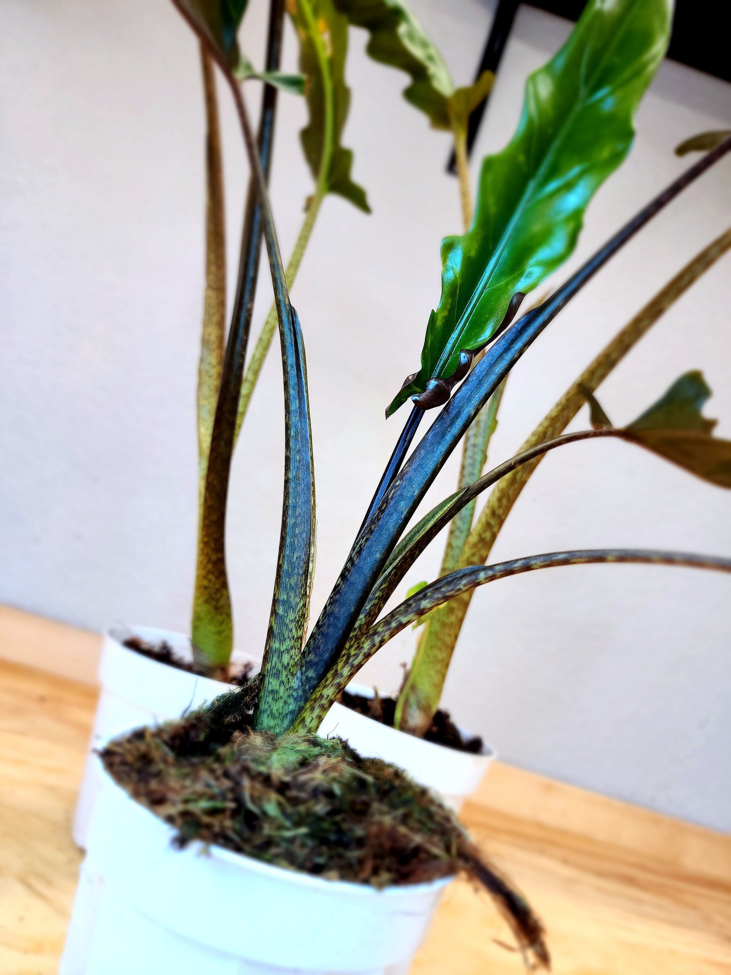 Alocasia Lauterbachiana (Purple sword alocasia)
