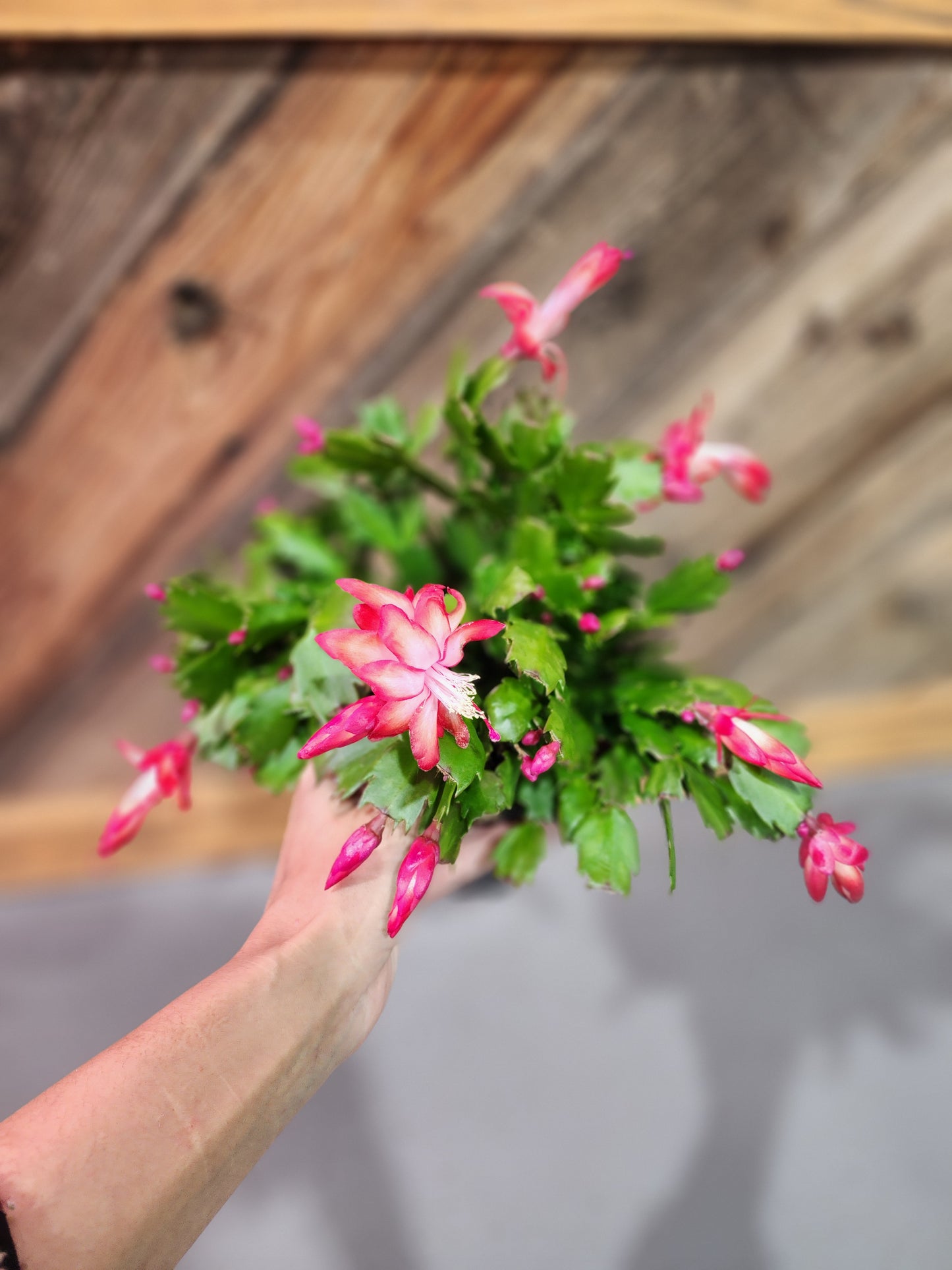 Christmas Cactus