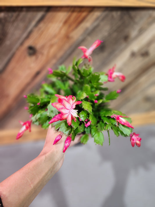 Christmas Cactus