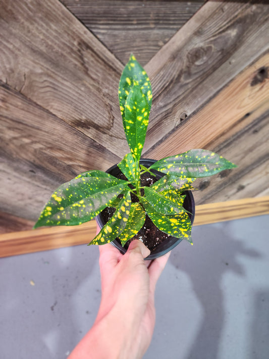 Codiaeum Variegatum 'Gold Dust' (Gold Dust Croton)