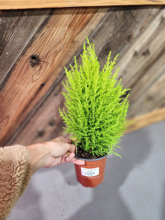 Lemon Cypress Tree