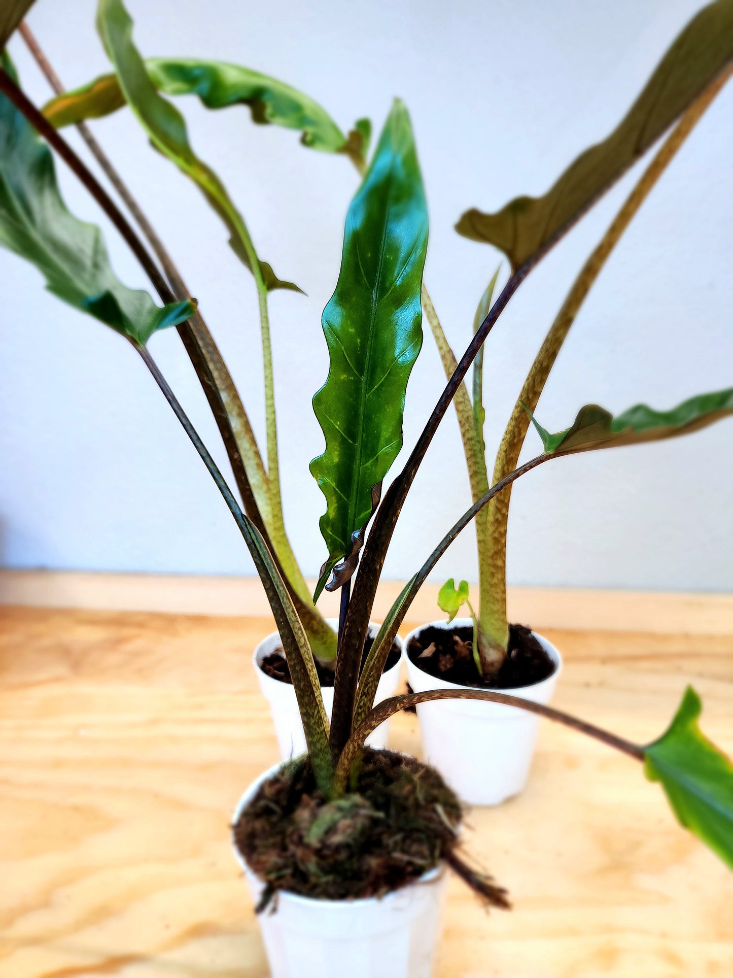 Alocasia Lauterbachiana (Purple sword alocasia)