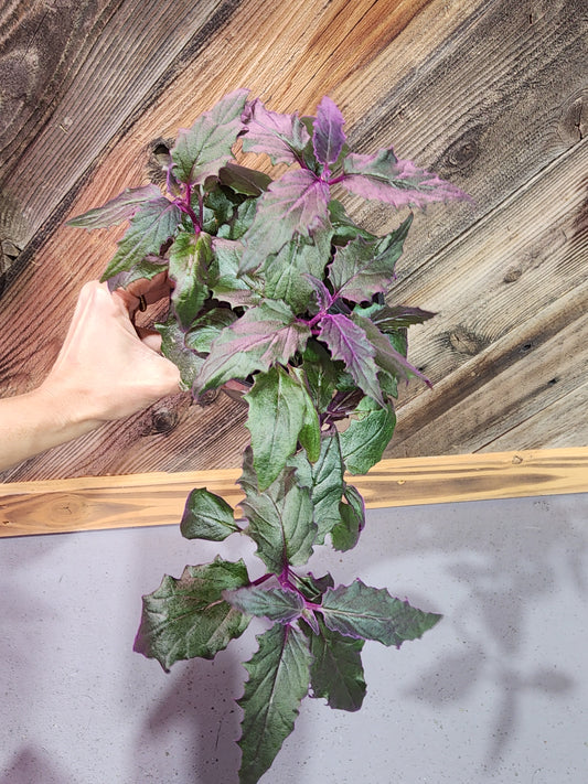 Gynura aurantiaca (Purple Passion Plant)