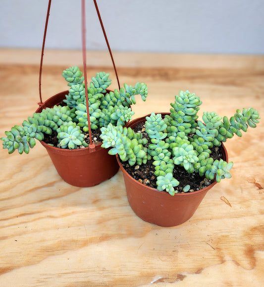 Sedum Sorganianum (Burros Tail Succulent)