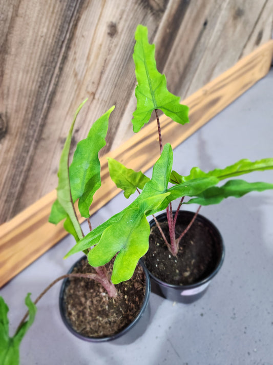 Alocasia Sabrina (Narrow Jacklyn)