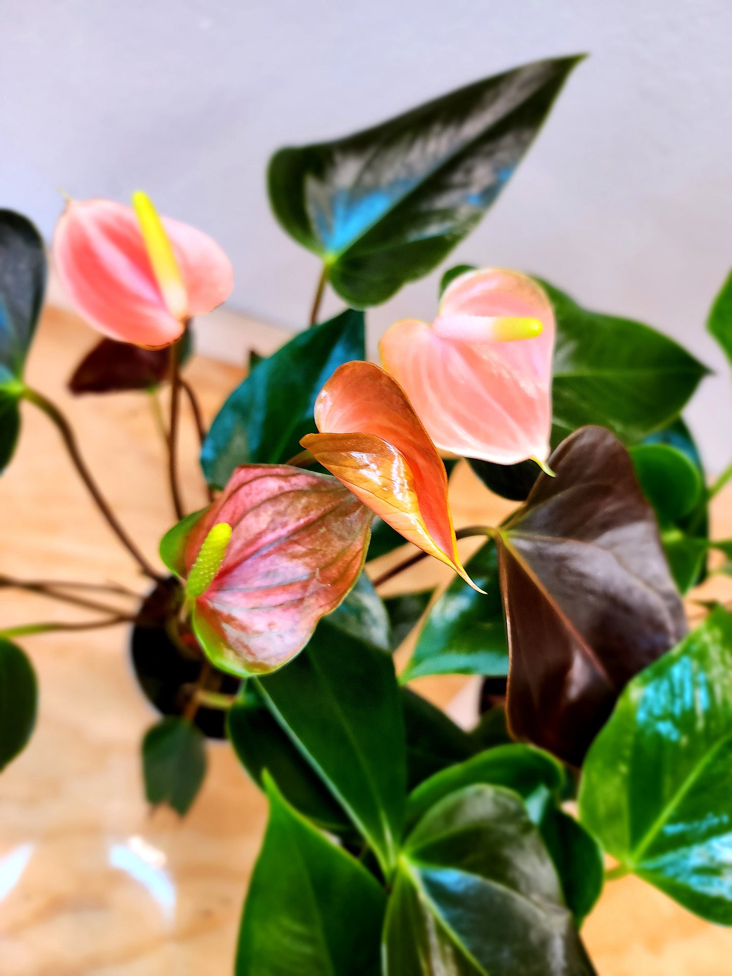 Anthurium Andraeanum (Flamingo Lily)