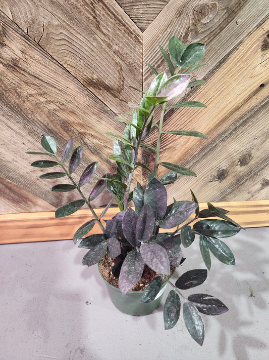 Zamioculcas zamiifolia 'Raven' (Black Raven ZZ Plant)