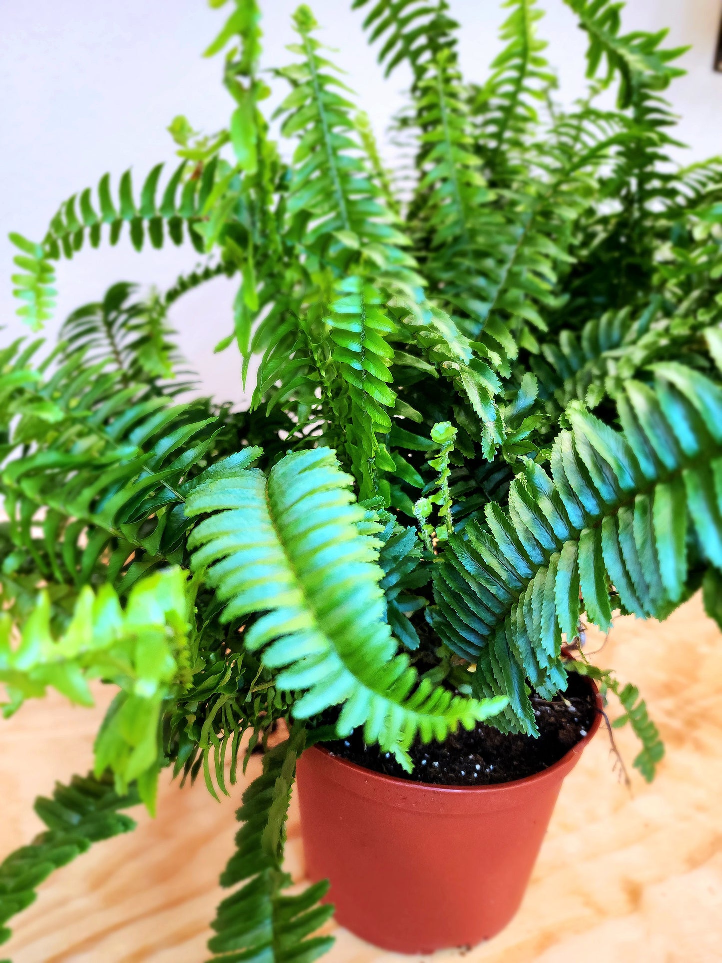 Nephrolepis Exaltata (Boston Fern)