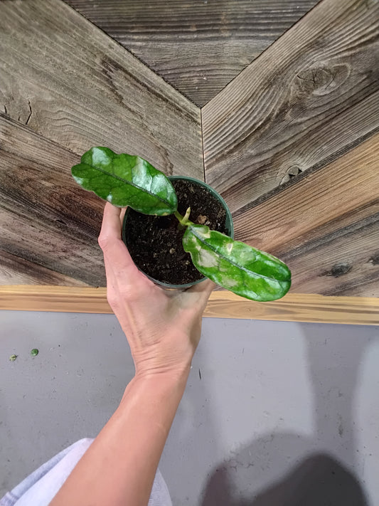 Hoya Globulosa