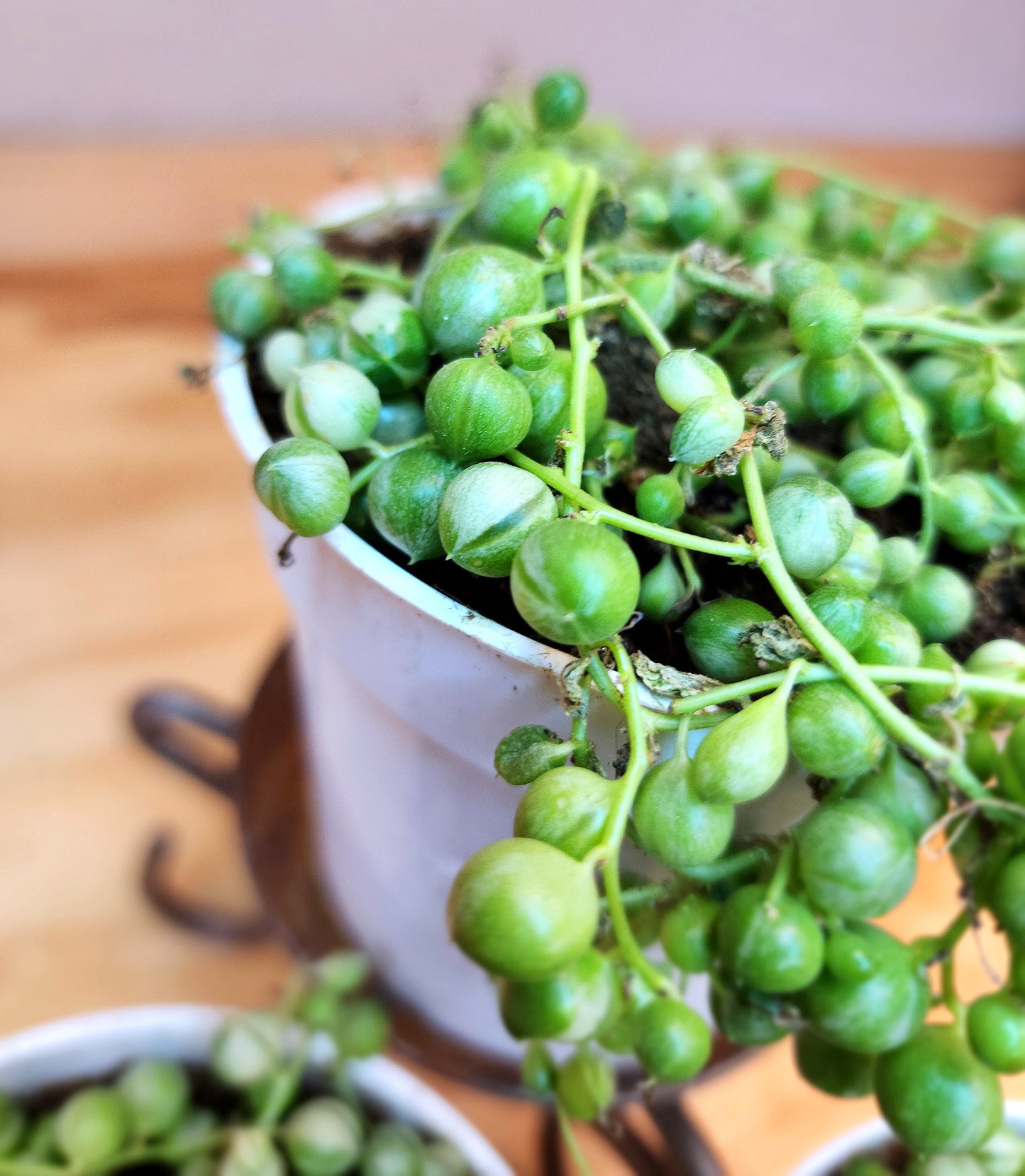 Curio Rowleyanus f. Variegatus (Variegated String of Pearls)