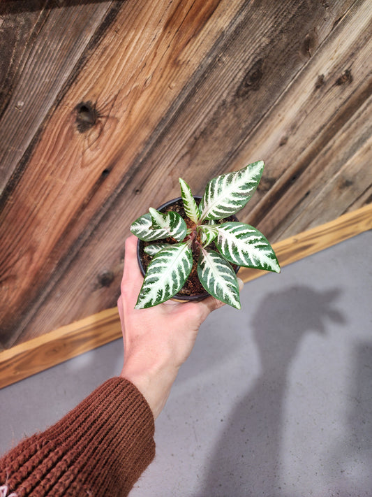 Aphelandra Squarrosa (Zebra Plant)