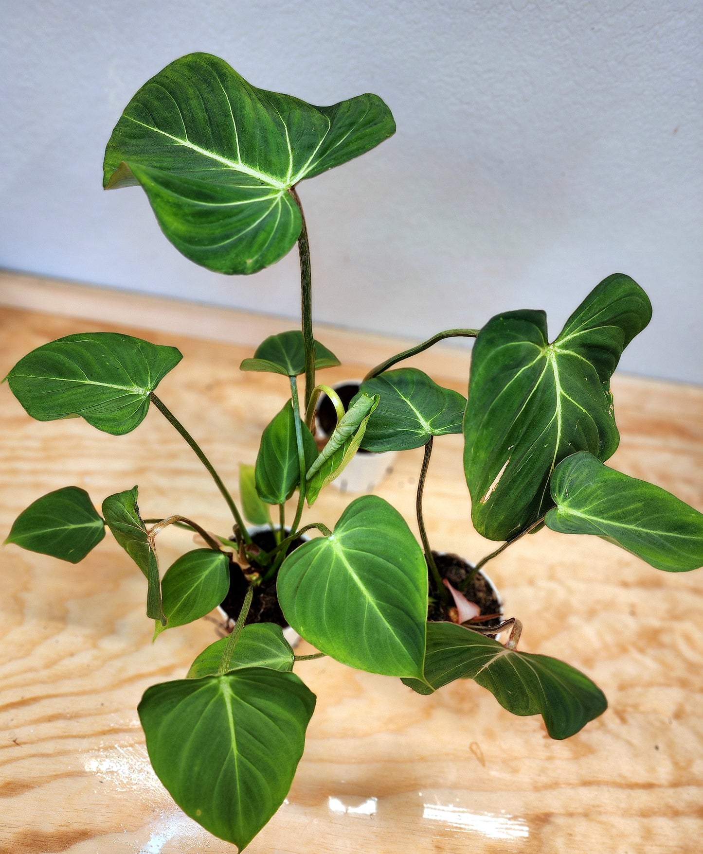 Philodendron Gloriosum (Creeping Velvet Philodendron)