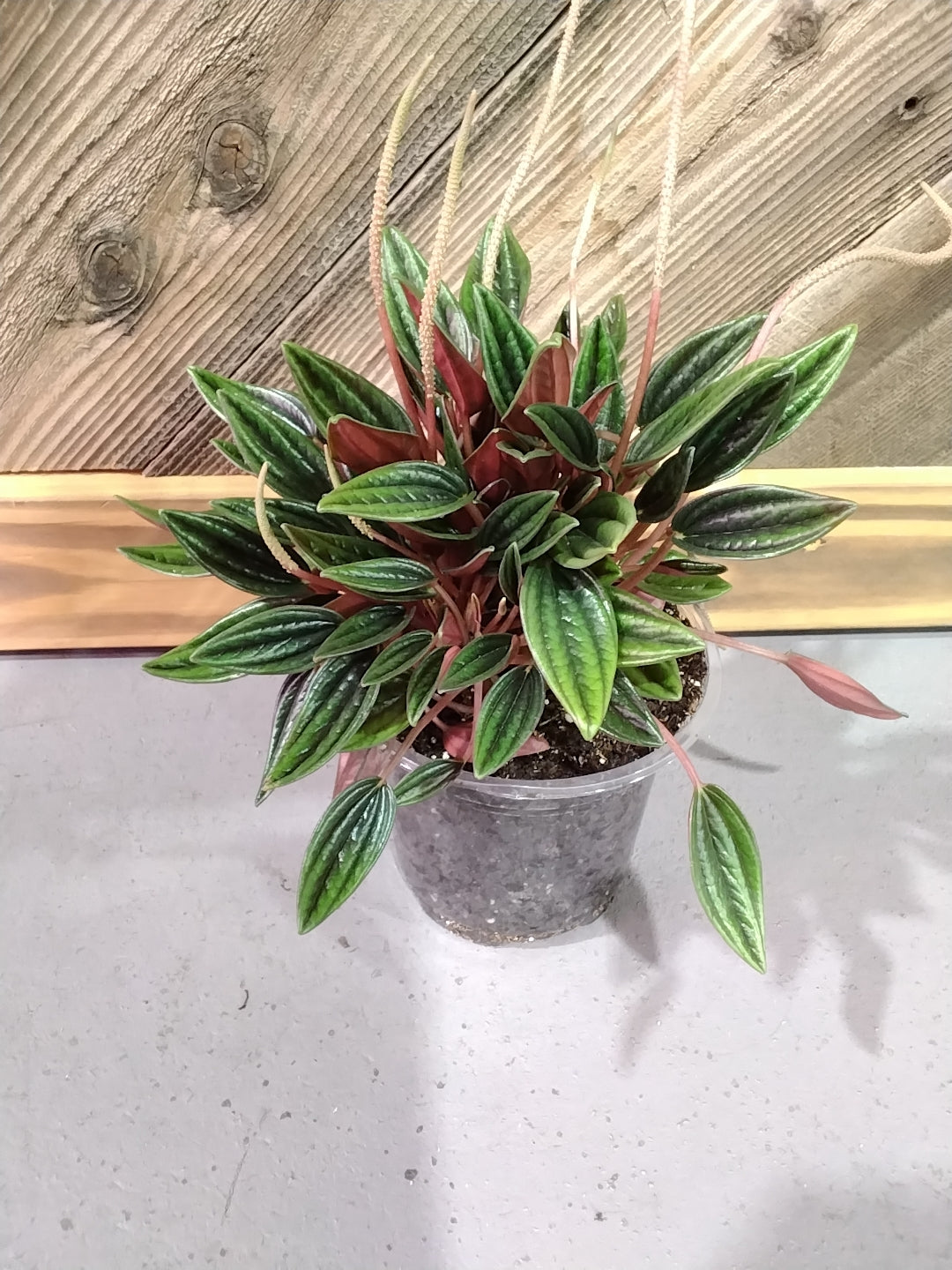 Peperomia Caperata 'Rosso'