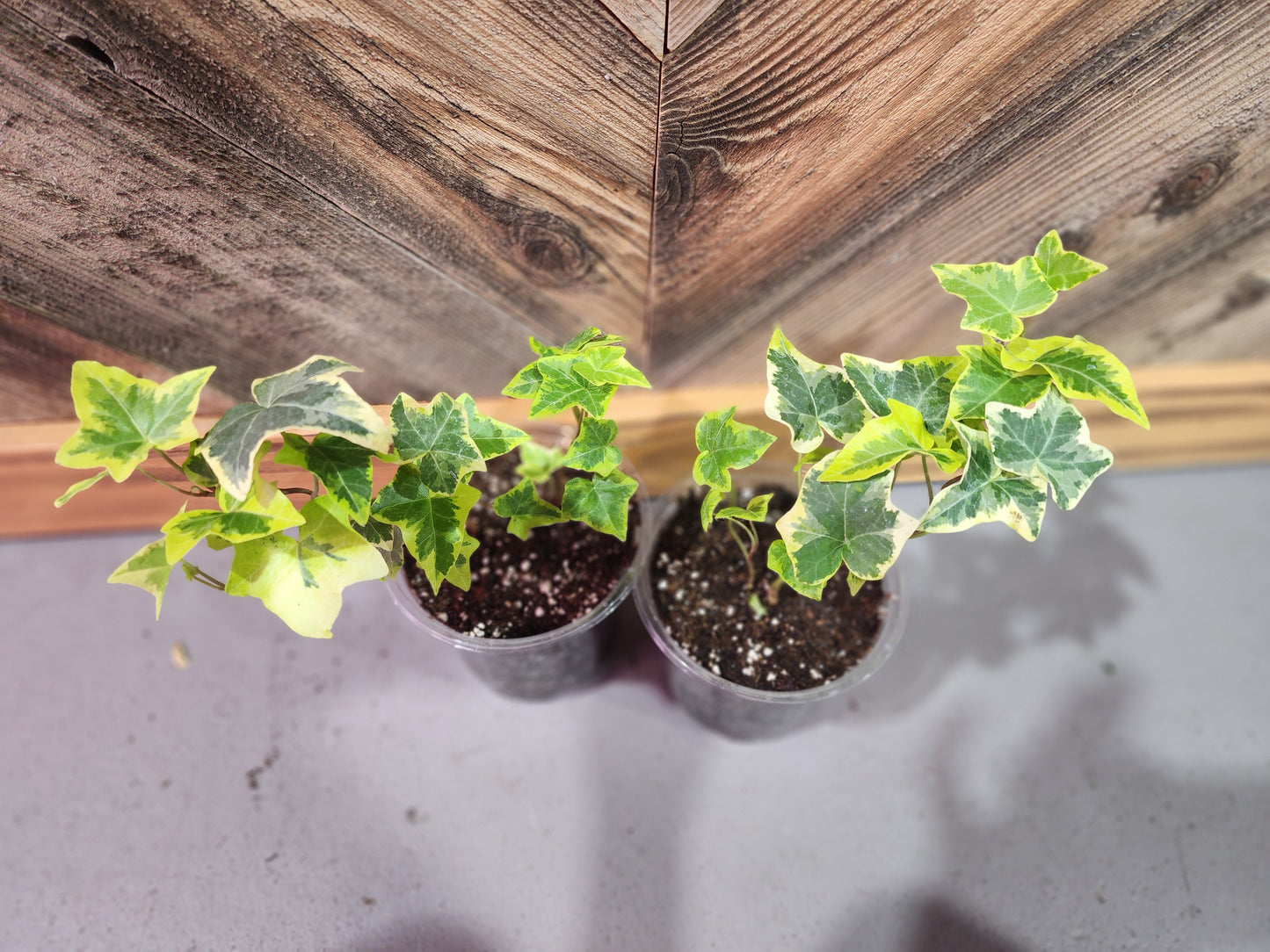 Hedera Helix 'Gold Child' (Gold Child English Ivy)