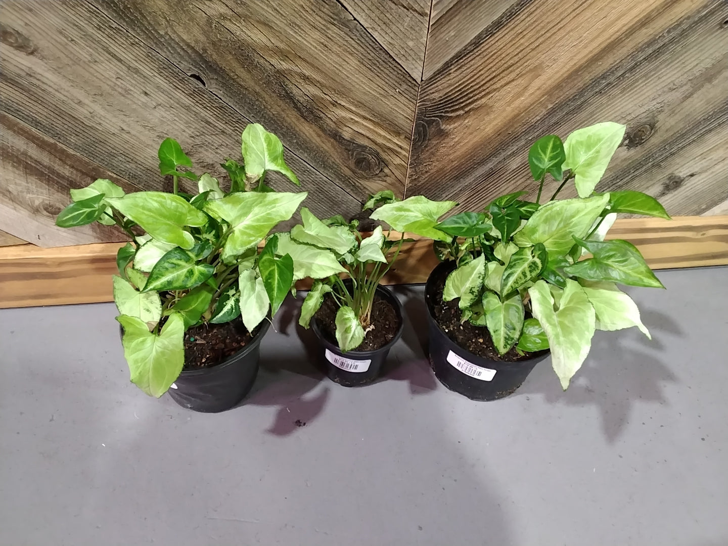 Syngonium Podophyllum (Fairy Wings)