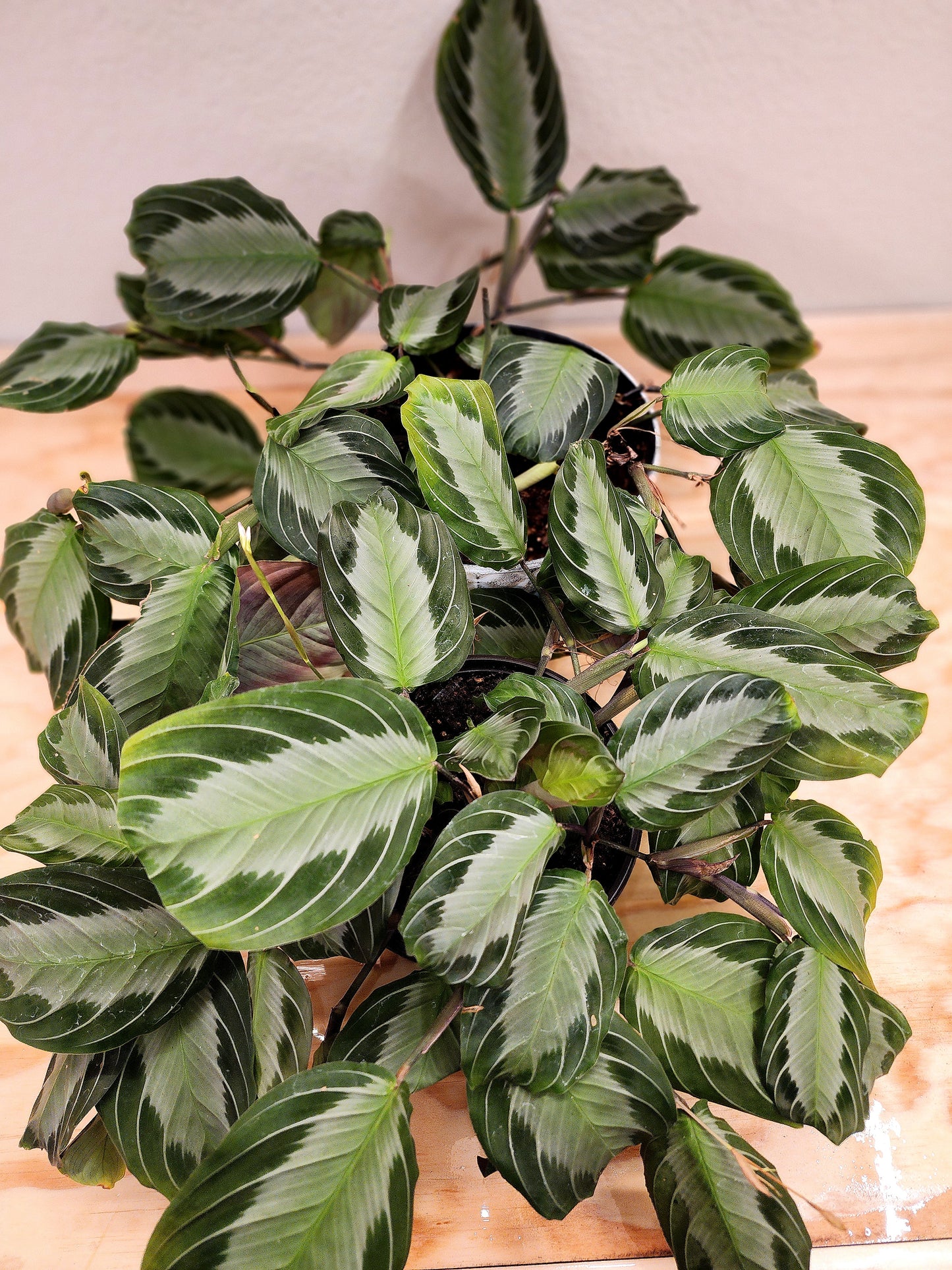 Maranta Leuconeura (Silver Band Prayer Plant)