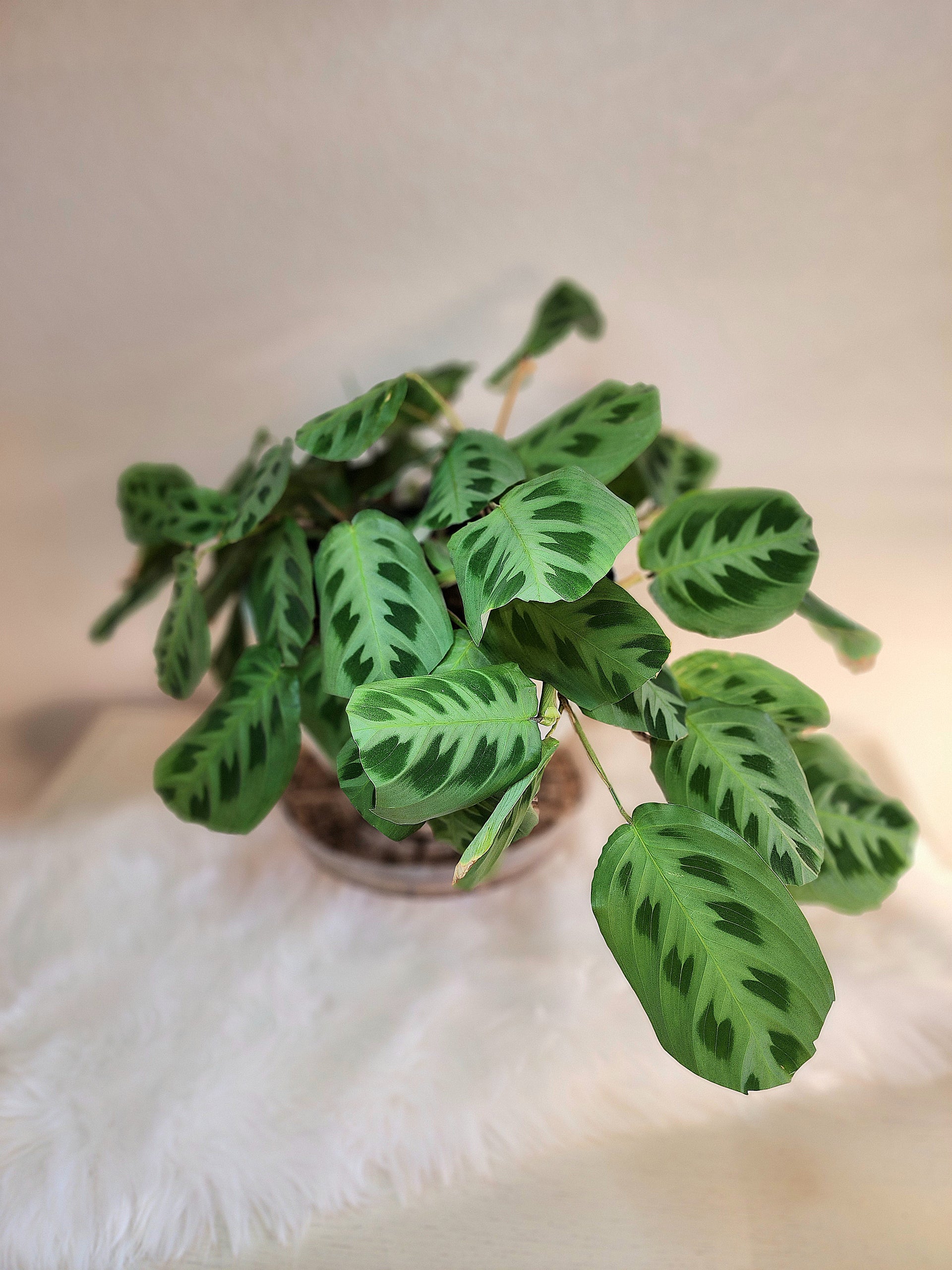 prayer plant green Maranta Leuconeura 'Green' (Prayer Plant) – Nature's Gems