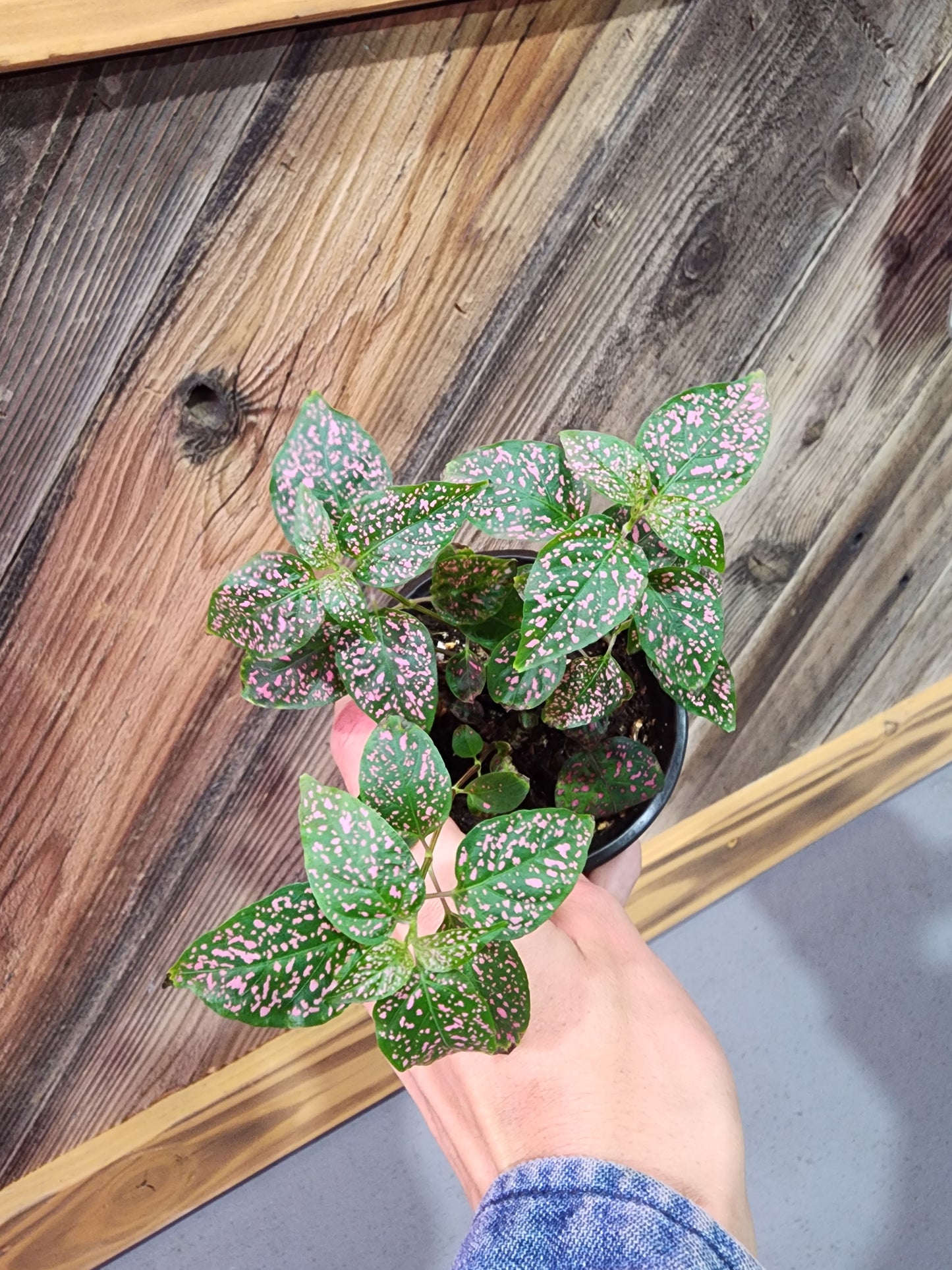 Hypoestes Phyllostachya (Pink Polka Dot Plant)
