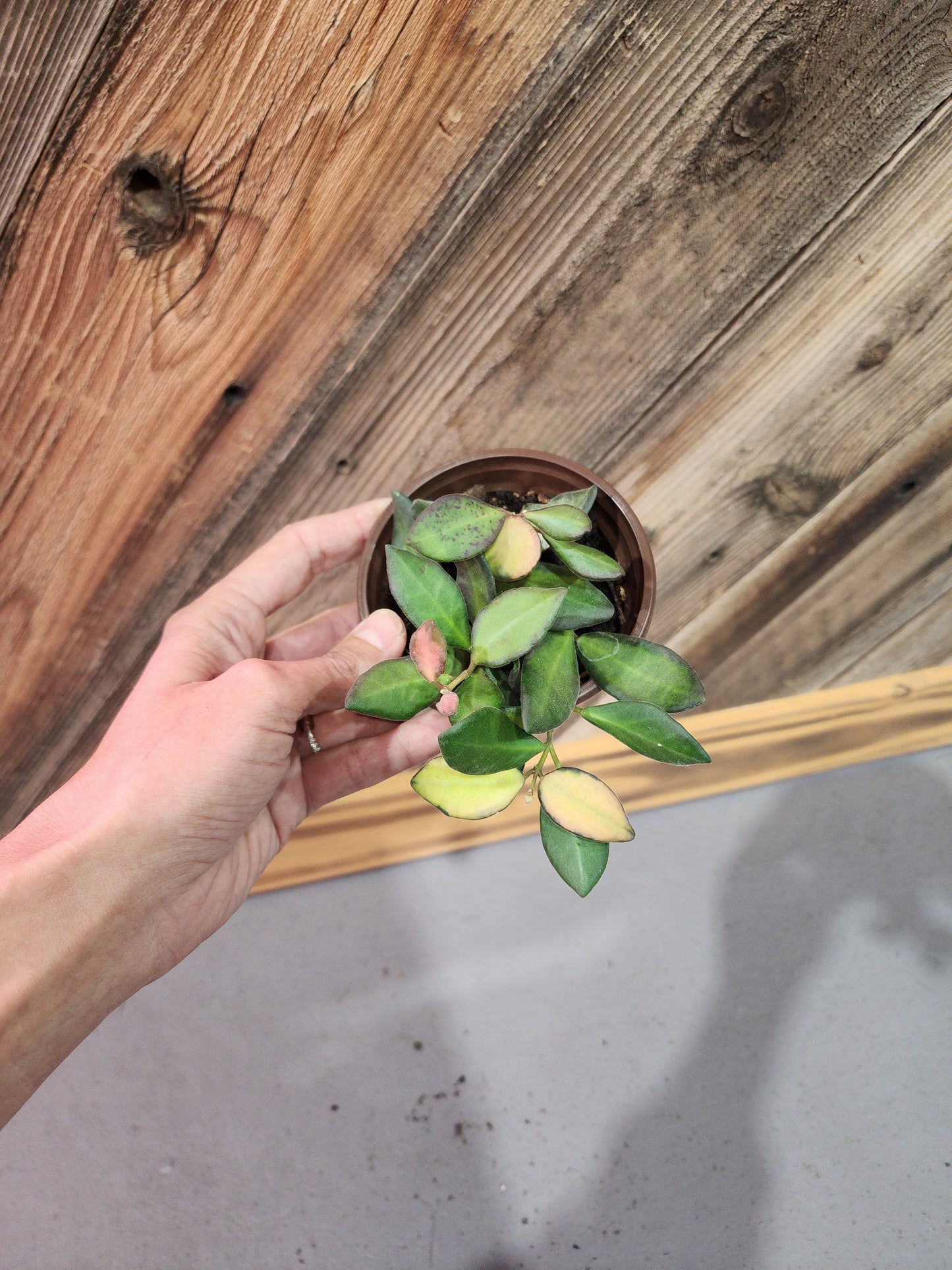 Hoya sp. aff. burtoniae (Sea Stones Hoya)