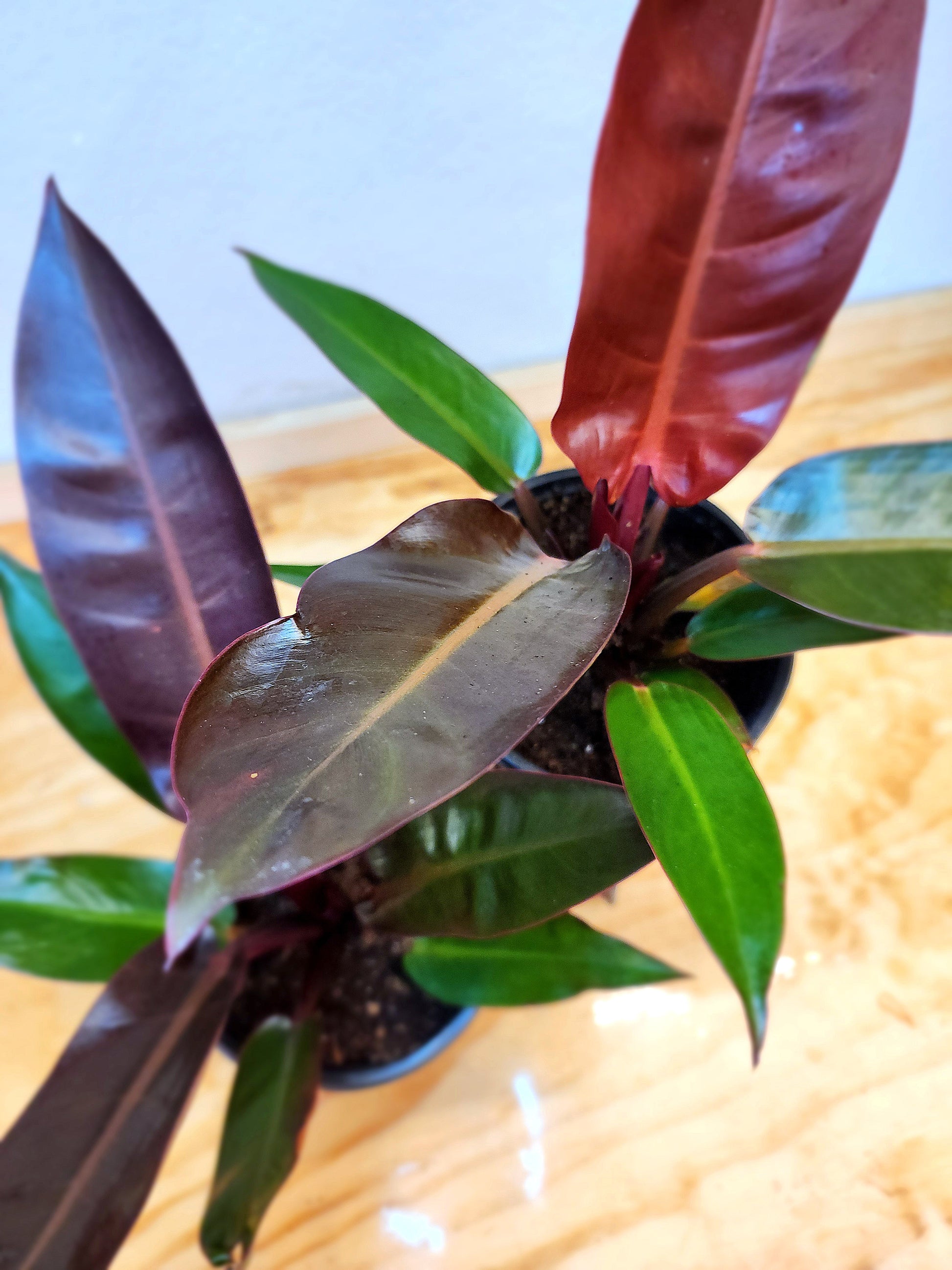 autumn philodendron Philodendron selloum 'Sun Red' (Sun Red Philodendron) – Nature's Gems
