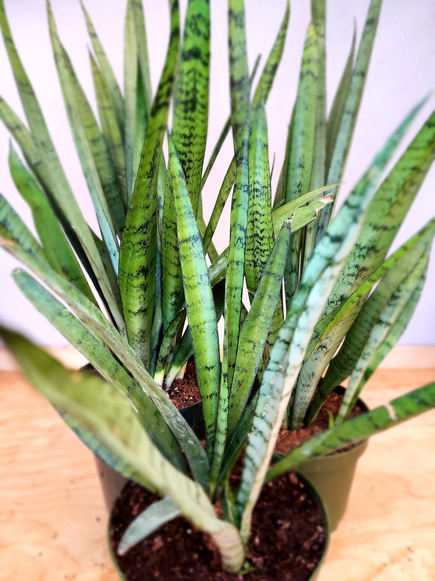 Sansevieria Zeylanica (Bowstring Hemp)