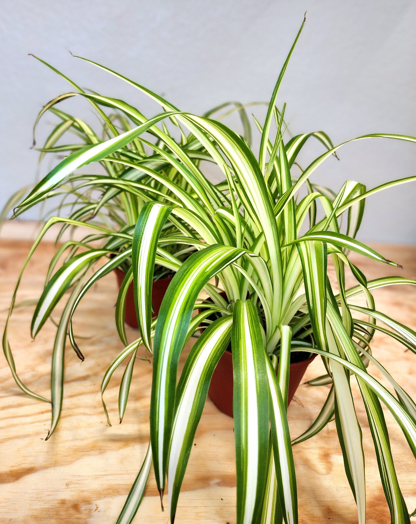 Spider Plant