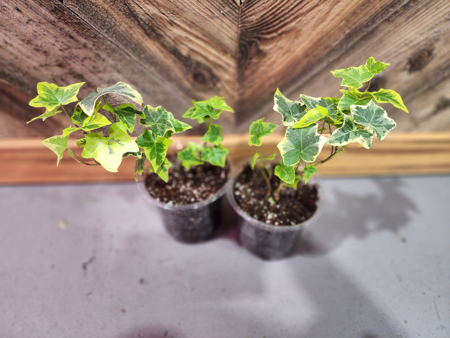 Hedera Helix 'Gold Child' (Gold Child English Ivy)
