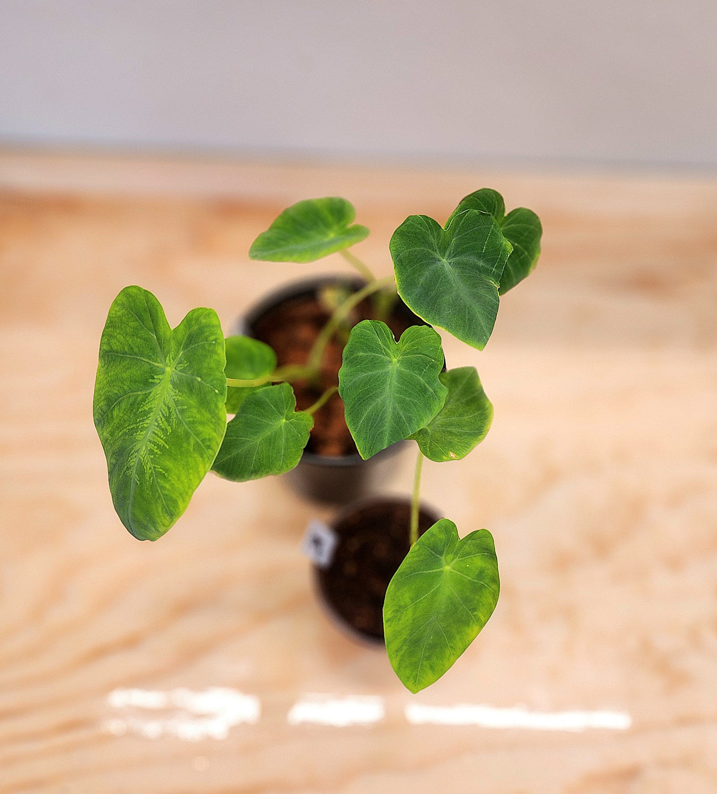 Alocasia Macrorrhizos (Elephant Ear Alocasia)