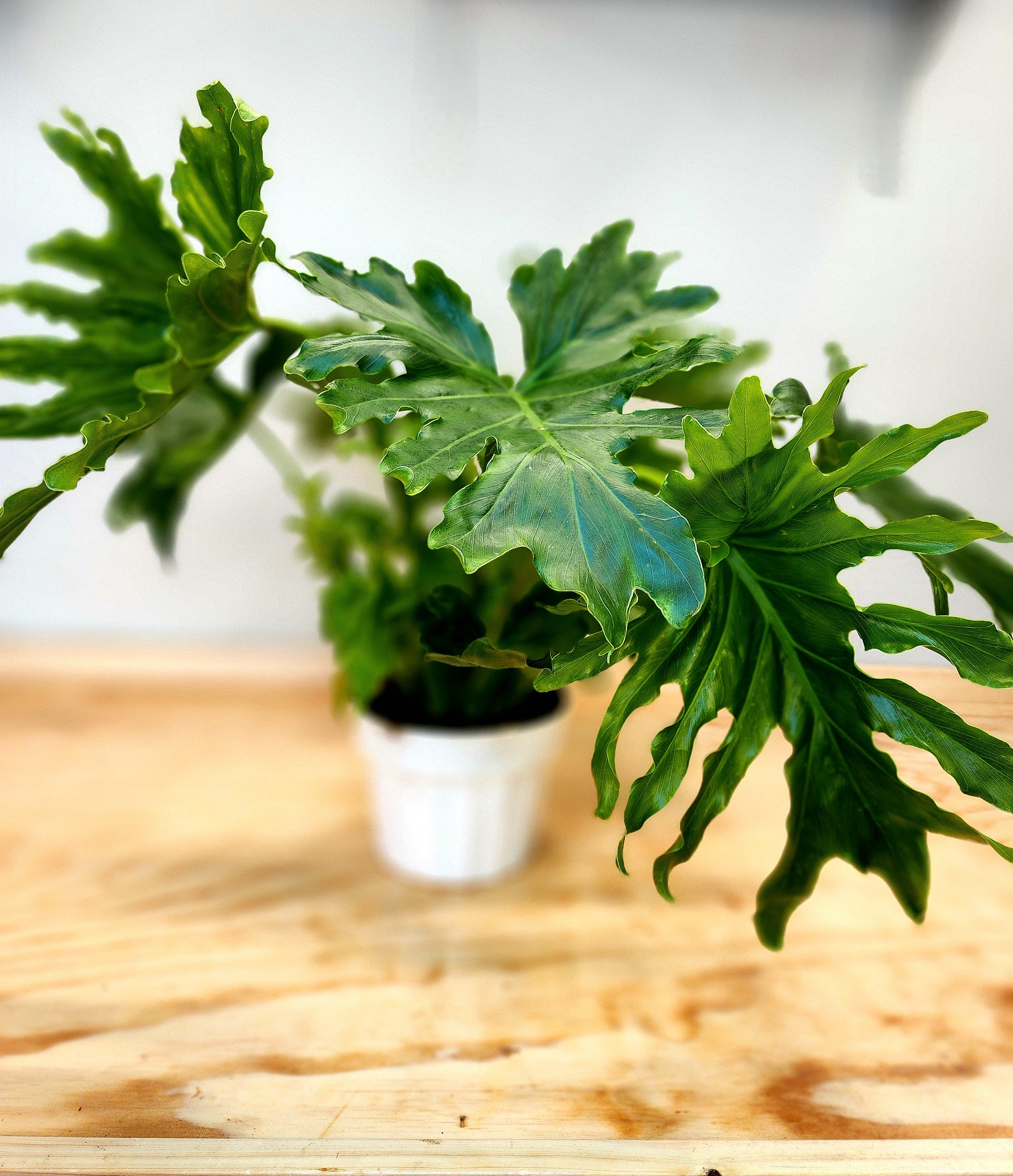 philodendron bipinnatifidum nz Thaumatophyllum Bipinnatifidum (Tree Philodendron)