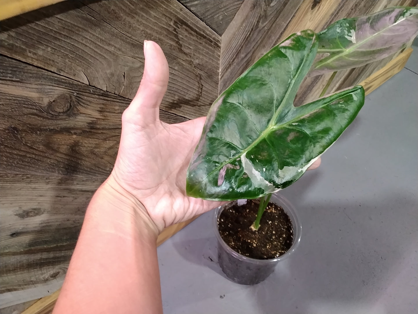 Alocasia Longiloba Albo