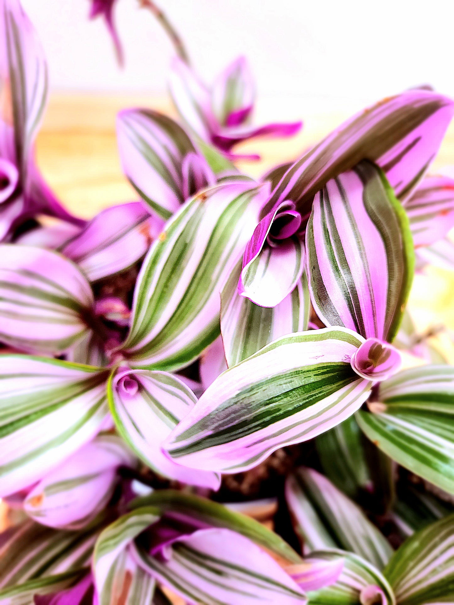 Tradescantia Fluminensis 'Lilac' (Lilac Wandering Dude)