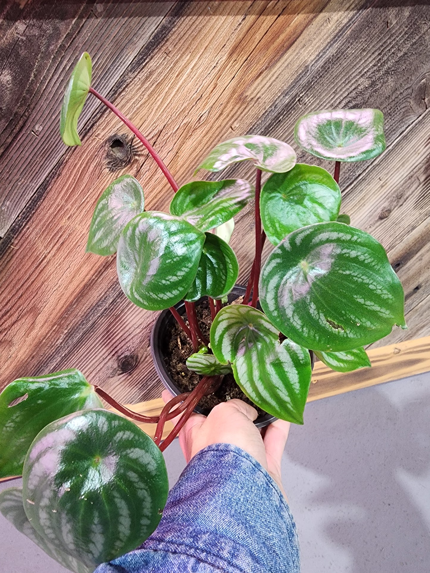 Peperomia Argyreia (Watermelon Peperomia)